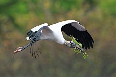 Wood Stork